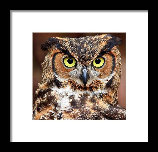 Great Horned Owls Framed Print featuring the photograph Great Horned Owl Head #2 by Jill Lang