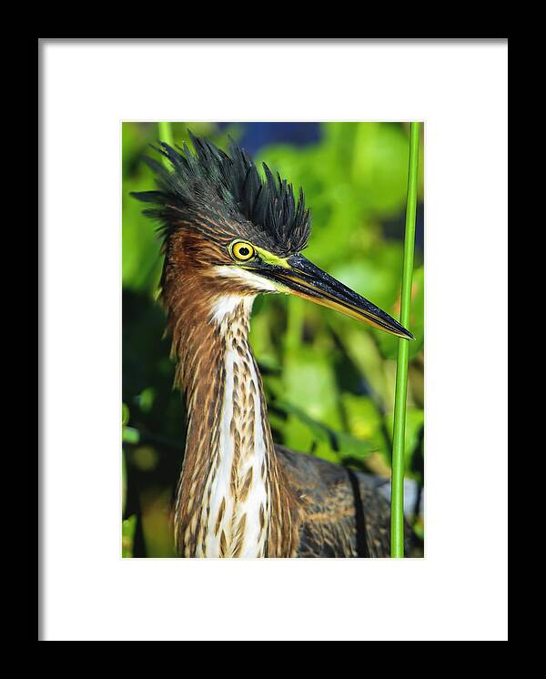 Dodsworth Framed Print featuring the photograph Green Heron #1 by Bill Dodsworth