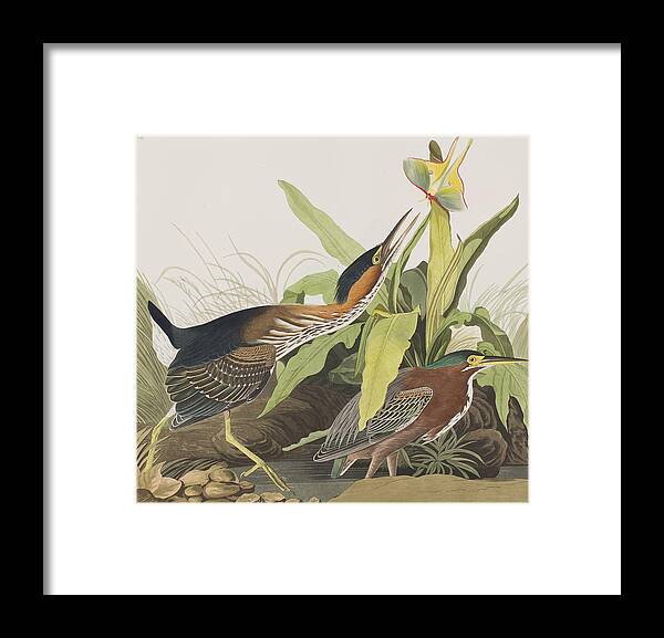 Heron Framed Print featuring the painting Green Heron by John James Audubon