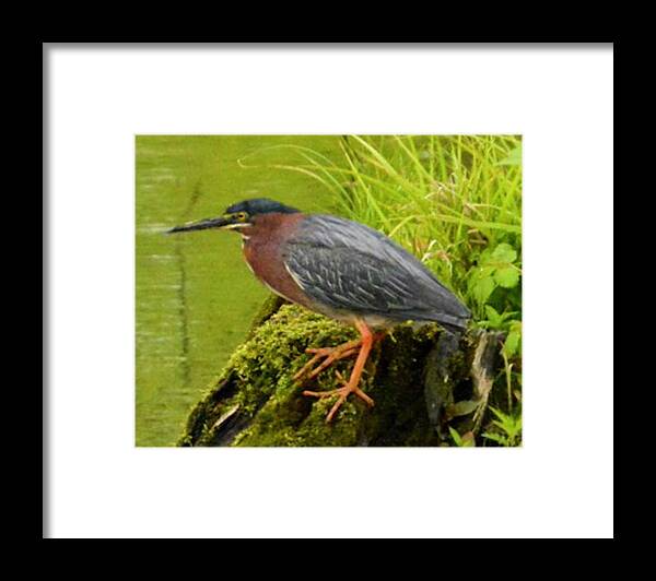 Green Heron Framed Print featuring the photograph Green Heron #1 by Sumoflam Photography
