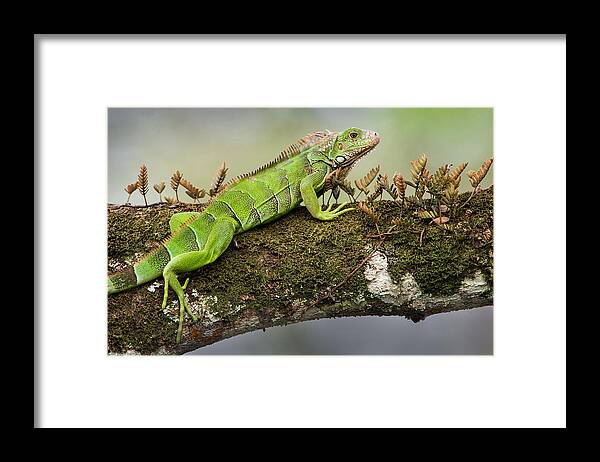 Photography Framed Print featuring the photograph Green Iguana Iguana Iguana, Tarcoles #1 by Panoramic Images
