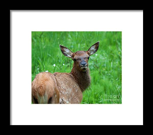 Elk Framed Print featuring the photograph Green Pastures by Jim Garrison