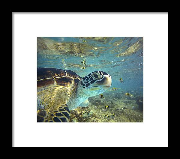 00451417 Framed Print featuring the photograph Green Sea Turtle Balicasag Island by Tim Fitzharris