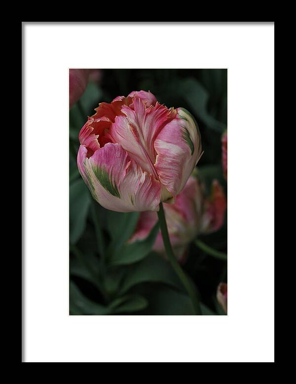 Tulip Framed Print featuring the photograph Green Wave Parrot Tulip by Tammy Pool