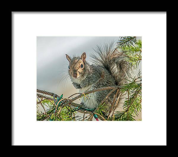 Nature Framed Print featuring the photograph Greetings #1 by Cathy Kovarik