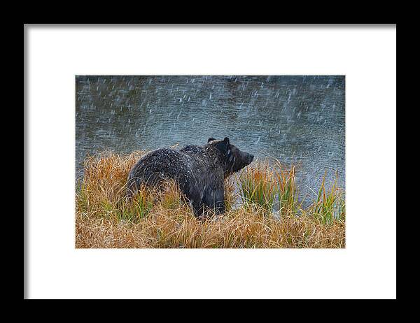 Mark Miller Photos Framed Print featuring the photograph Grizzly in Falling Snow by Mark Miller