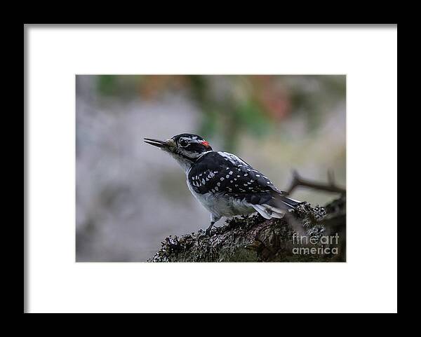 Hairy Woodpecker Framed Print featuring the photograph Hairy #2 by Eva Lechner