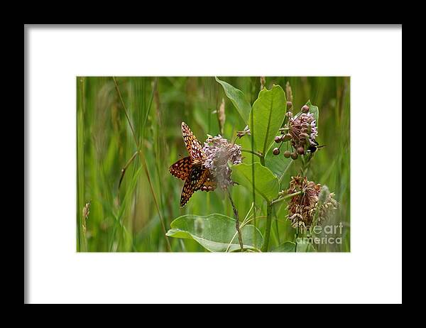 Butterflies Framed Print featuring the photograph Hanging with friends #1 by Deena Withycombe