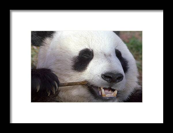 Panda Framed Print featuring the photograph Happiness #1 by Mitch Cat