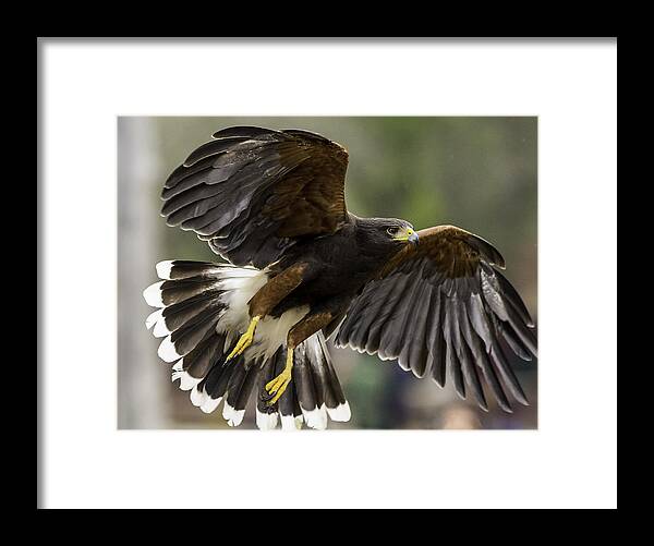  Framed Print featuring the photograph Harris Hawk #1 by Randy Stephens