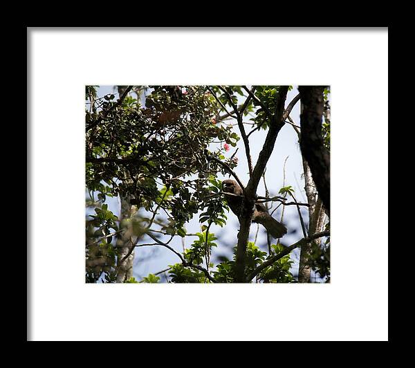 Birds Framed Print featuring the photograph Young Hawaiian Hawk by Lehua Pekelo-Stearns