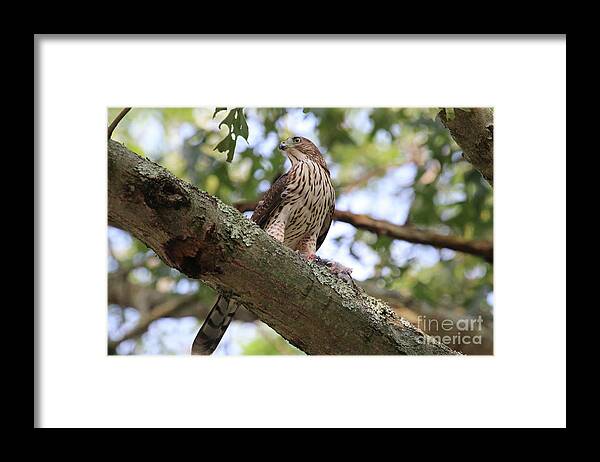 Hawk Framed Print featuring the photograph Hawk on a Branch #1 by Steven Spak