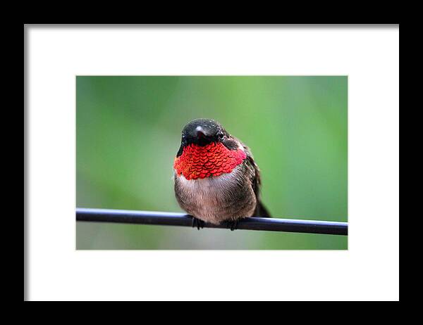 Hummingbird Framed Print featuring the photograph He Entices Her With Rubies #1 by Brook Burling