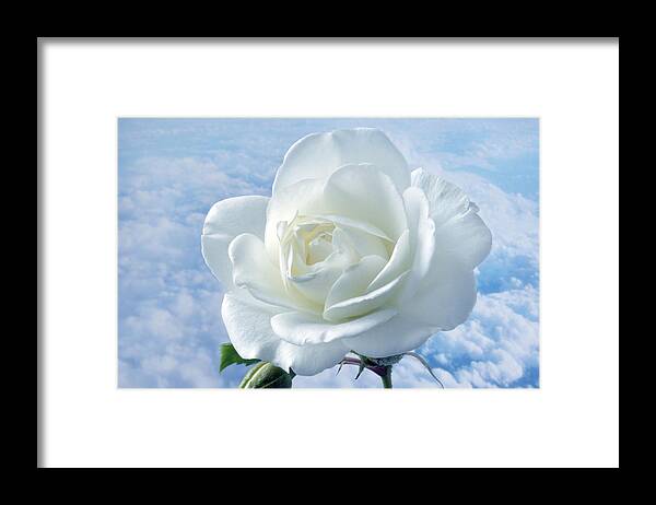 Rose Framed Print featuring the photograph Heavenly White Rose. by Terence Davis
