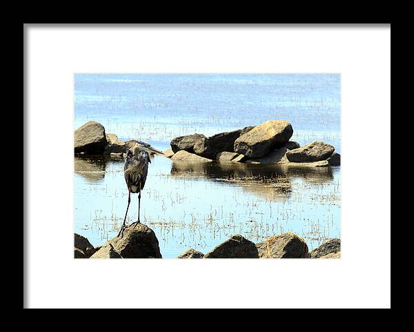 Alert Framed Print featuring the photograph Heron on the Rocks #2 by Travis Rogers