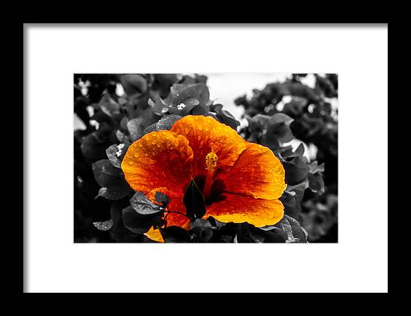 Flower Framed Print featuring the photograph Hibiscus Beauty by Randy Sylvia