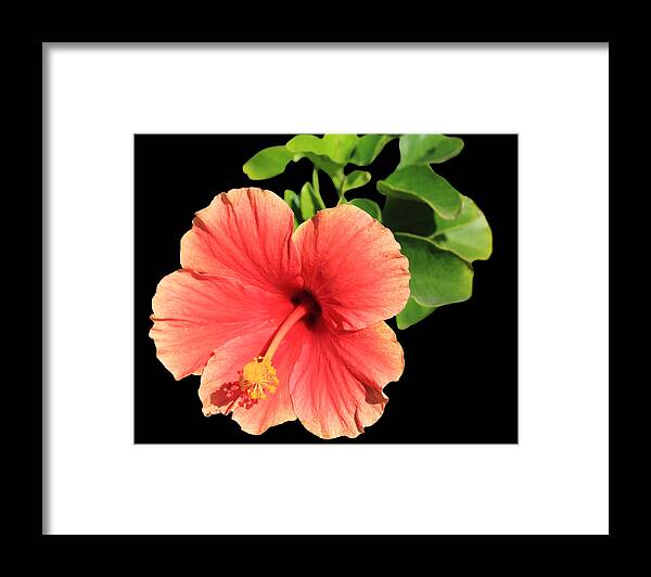 Hibiscus Framed Print featuring the photograph Hibiscus #1 by Shane Bechler