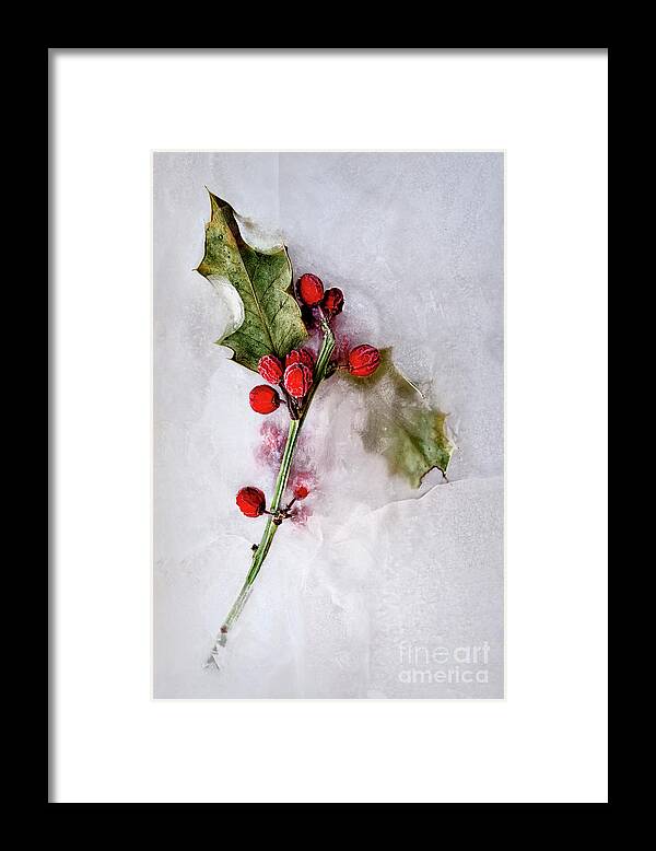 Holly Framed Print featuring the photograph Holly 5 by Margie Hurwich