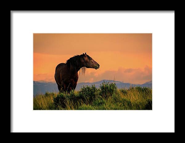 Wild Horse Framed Print featuring the photograph Home on the Range #2 by Jack Bell