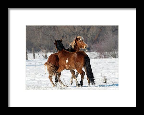 Stallions Framed Print featuring the photograph Horseplay #1 by Michael Dawson
