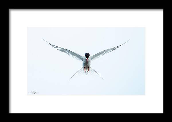 Flying Arctic Tern Framed Print featuring the photograph Hovering Tern by Torbjorn Swenelius