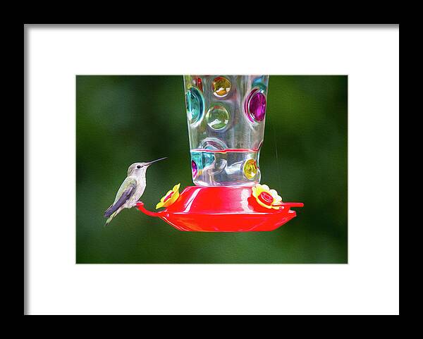  Framed Print featuring the digital art Humming Bird Digital Oil by Birdly Canada