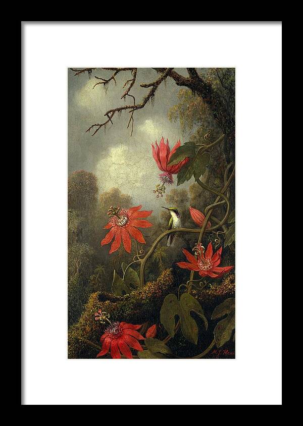 Martin Johnson Heade Framed Print featuring the painting Hummingbird And Passionflowers #1 by Martin Johnson Heade