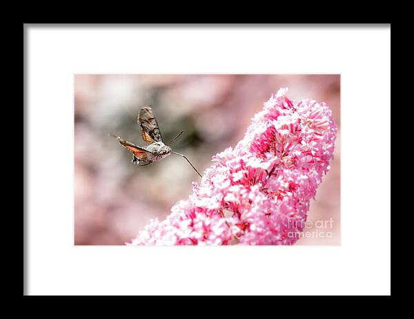 Antenna Framed Print featuring the photograph Hummingbird hawk-moth #1 by Amanda Mohler