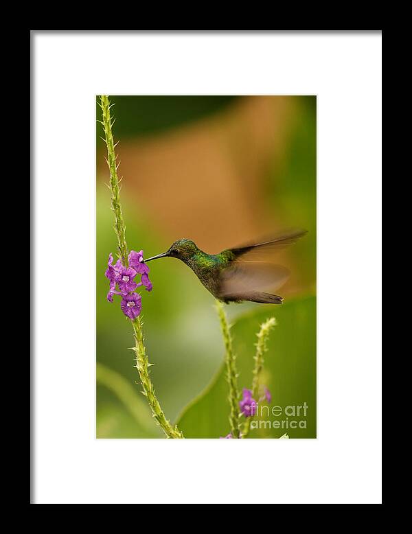 Hummingbird Framed Print featuring the photograph Hummingbird in Costa Rica #2 by Natural Focal Point Photography