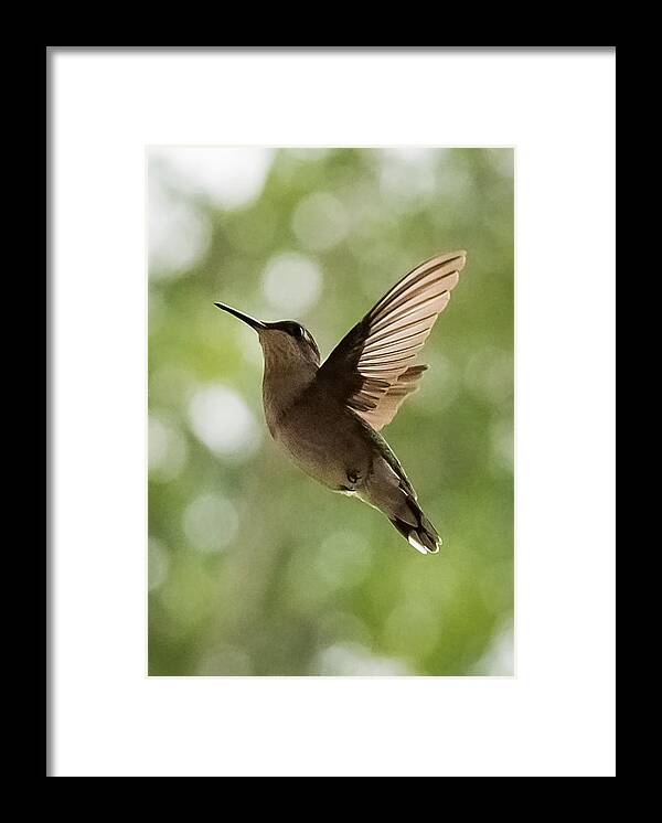 Hummingbird Framed Print featuring the photograph Hummingbird by Holden The Moment