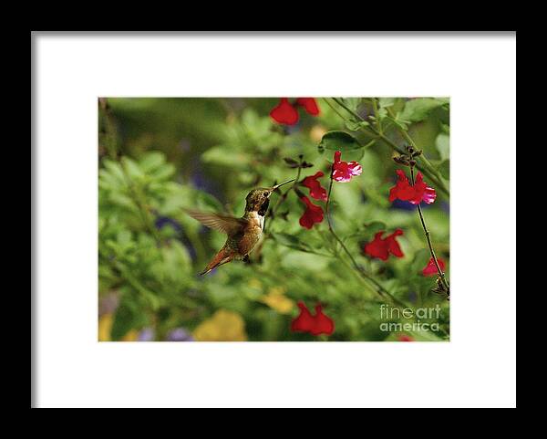Hummingbird Framed Print featuring the photograph Hummingbird #1 by Marc Bittan