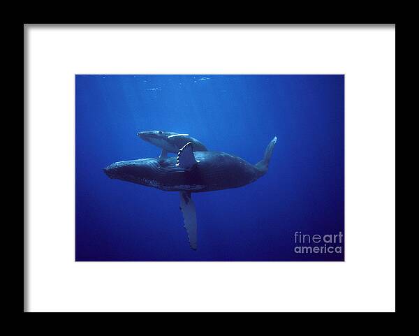 00080174 Framed Print featuring the photograph Humpback Whale and Calf by Flip Nicklin