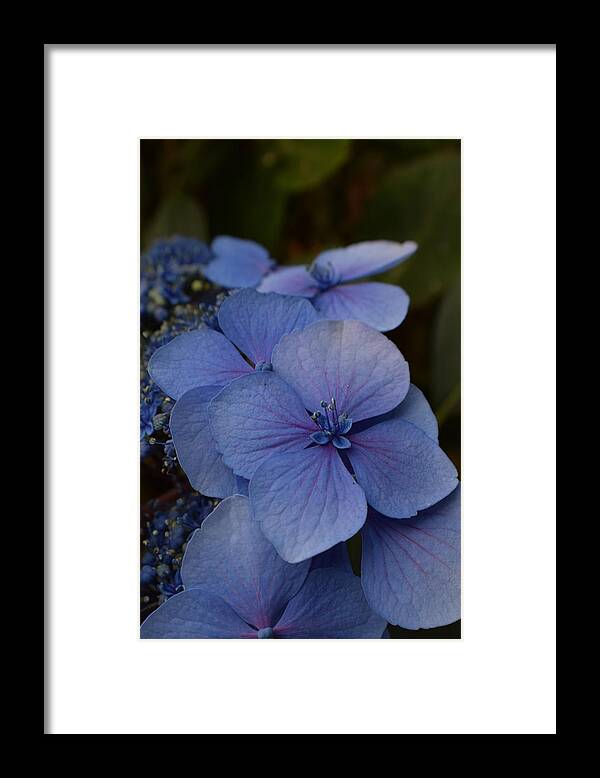 Floral Framed Print featuring the photograph Hydrangea by Jimmy Chuck Smith