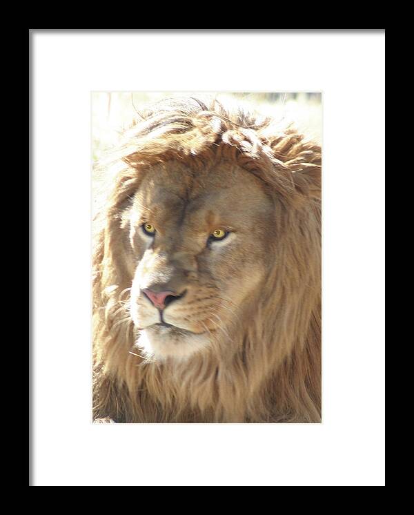 I Am The Lion Framed Print featuring the digital art I AM .. the lion #1 by Gary Baird