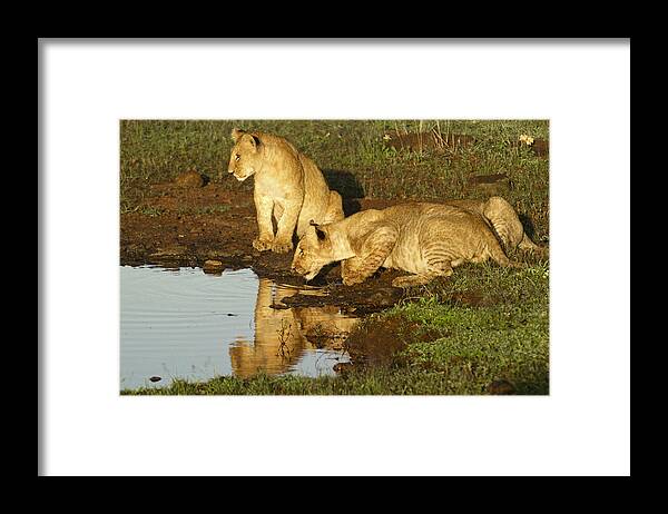 Lion Framed Print featuring the photograph I Can See Myself #1 by Michele Burgess
