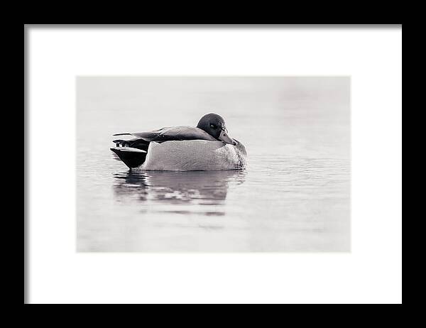Duck Framed Print featuring the photograph I'm Watching You #1 by Annette Bush