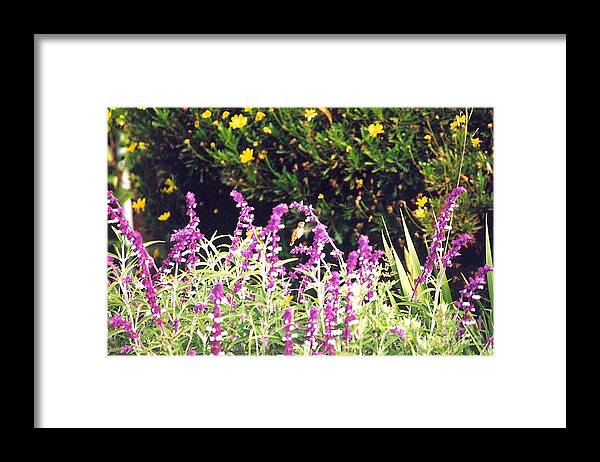Hummingbird Framed Print featuring the photograph Delicate in flight by Cynthia Marcopulos