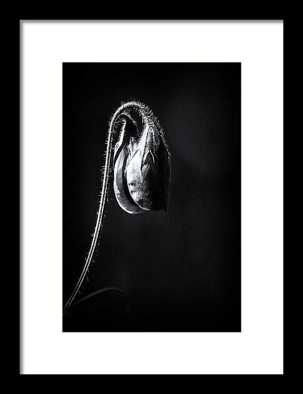 Sweet Pea Framed Print featuring the photograph In the Light #1 by Cheryl Day