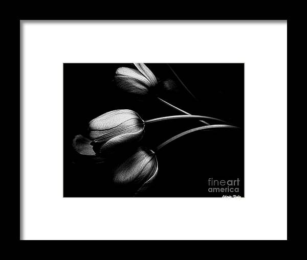 Tulip Framed Print featuring the photograph Incognito #2 by Elfriede Fulda