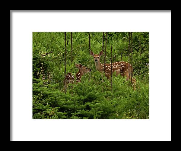 Deer Framed Print featuring the photograph Twice the Innocence by Jody Partin