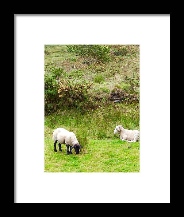 Sheep Framed Print featuring the photograph Irish Sheep #1 by Sue Morris