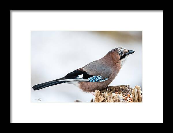 Jay In Profile Framed Print featuring the photograph JAY in profile #2 by Torbjorn Swenelius