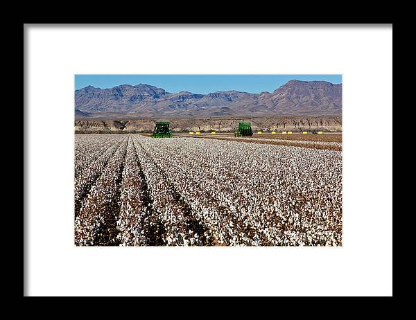 Cotton Picker Framed Print featuring the photograph John Deere Cotton Pickers Harvesting #1 by Inga Spence
