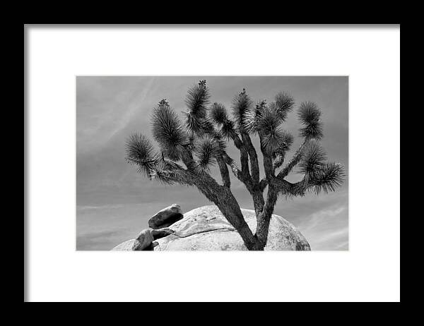 Tree Framed Print featuring the photograph Joshua Tree #1 by Nathan Abbott