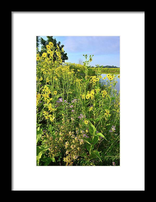 Sunflowers Framed Print featuring the photograph Lakeside Wildflowers #1 by Ray Mathis