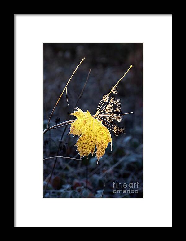 Acer Framed Print featuring the photograph Last Light #2 by Tim Gainey