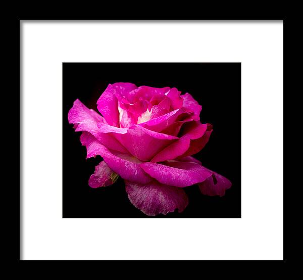 Rose Framed Print featuring the photograph Lavender Rose #1 by Cathy Donohoue