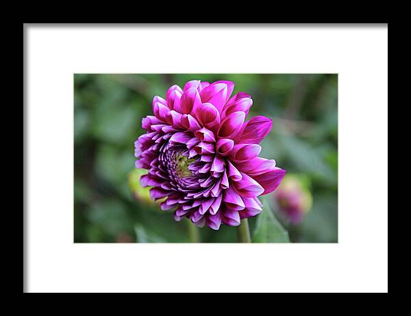 Dahlia Framed Print featuring the photograph Layers Deep #1 by Michiale Schneider