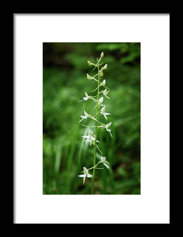 Finland Framed Print featuring the photograph Lesser butterfly orchid #1 by Jouko Lehto