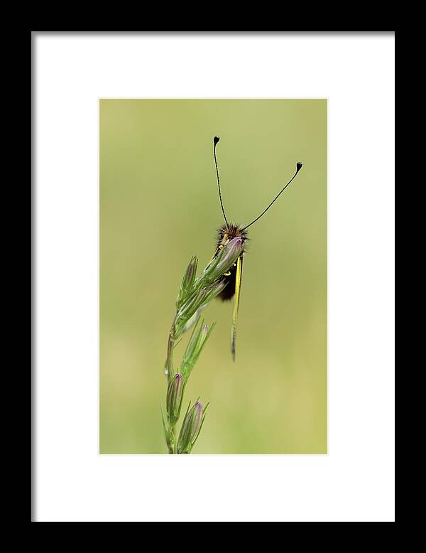 Animal Framed Print featuring the photograph Libelloides coccajus #4 by Natura Argazkitan